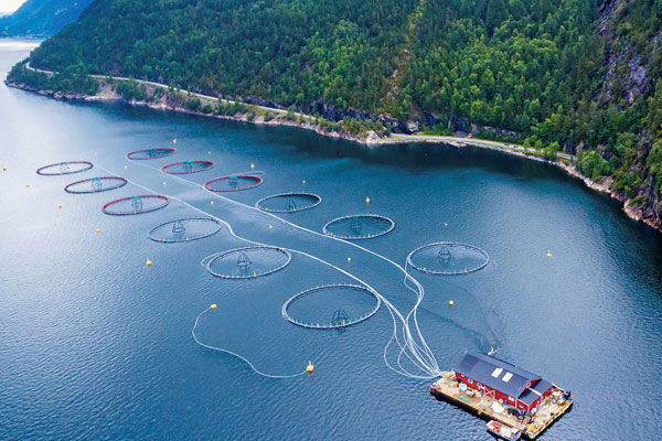 Salmon Farming